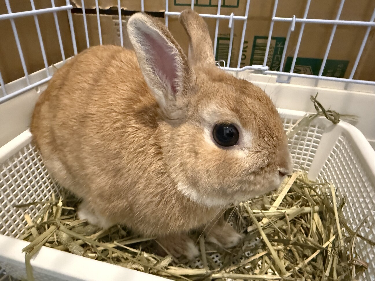 急募】ミニウサギ（ケー...」茨城県 - 小動物の里親募集(527818 