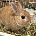 【急募】ミニウサギ（ケージ類もお渡しできます）