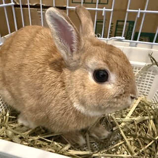【急募】ミニウサギ（ケージ類もお渡しできます）