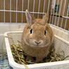 【急募】ミニウサギ（ケージ類もお渡しできます） サムネイル2
