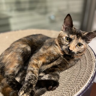 稀少なサビ柄　甘えん坊なベルちゃん