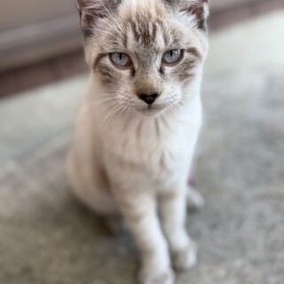 兄弟猫シャム猫オス(人馴れしてます！)