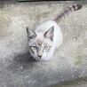 兄弟猫シャム猫オス(人馴れしてます！) サムネイル2