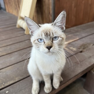 兄弟猫シャム猫メス(人馴れしてます！)