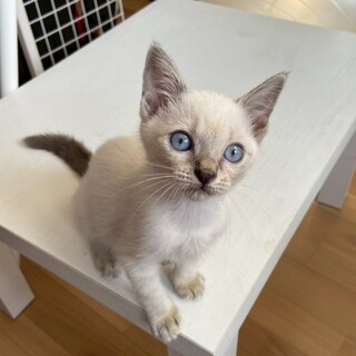 白血病キャリアの甘えん坊天使《せあ》