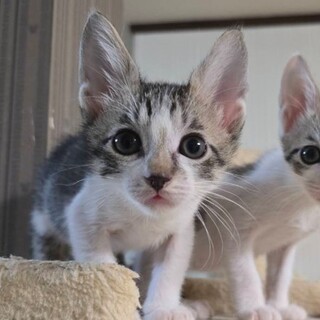 おっとり甘えたマイペースくーちゃん