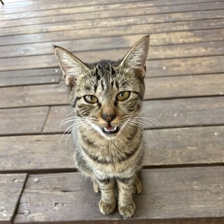 ゆきちゃん　キジ猫メス(人馴れしてます！)