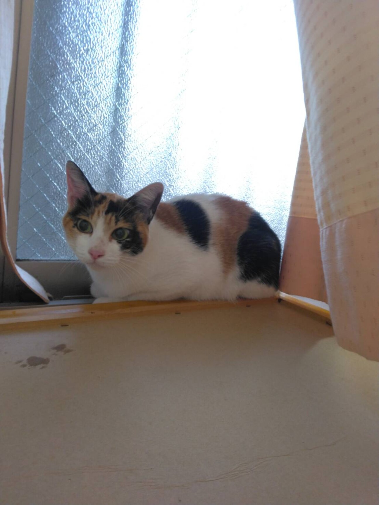 ふんばり親子猫　三毛猫 三毛猫の親子」兵庫県 - 猫の里親募集(378691) 4枚目の画像