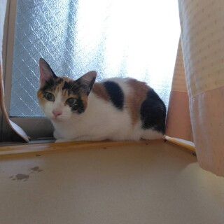 人間大好きおっとり三毛猫ちゃんです