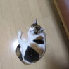 人間大好きおっとり三毛猫ちゃんです サムネイル2