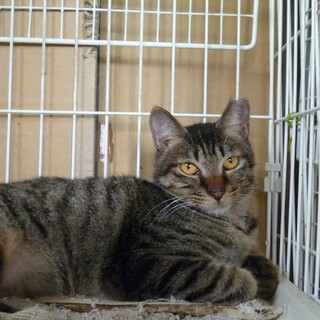 とても可愛い甘えん坊のキジ猫！