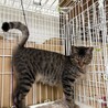 とても可愛い甘えん坊のキジ猫！ サムネイル3