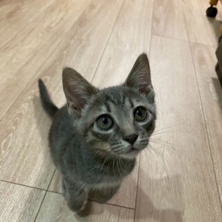 サイレントニャー　るるちゃん　2ヶ月