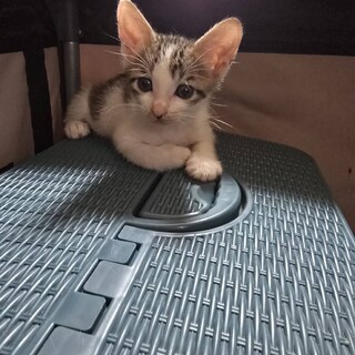 元気と好奇心のかたまり しーちゃん