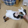 人間大好きおっとり三毛猫ちゃんです サムネイル4