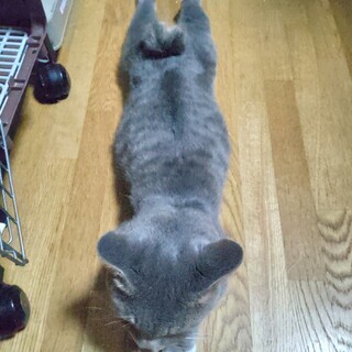 推定R6.1〜2月生 ダミ声ペス君♂