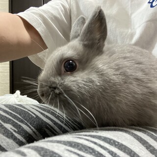 ネザーランドドワーフ3ヶ月