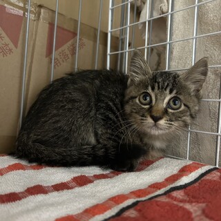 可愛いお顔のキジトラの女の子