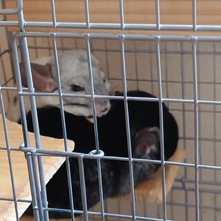 ★緊急★チンチラ★２匹一緒に★お迎えくださる方