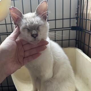 人が大好きな甘えん坊なシャムくん