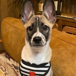 満点スマイルがかわいいサクレくん