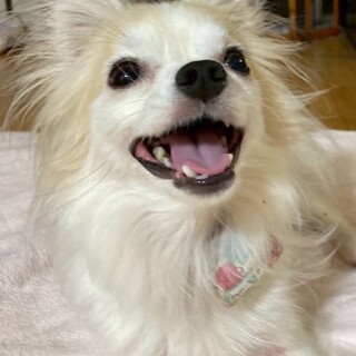 チワワの魅力満載の女の子青葉ちゃん