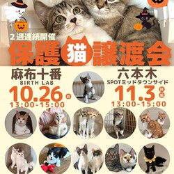 みなとねこ保護猫ミニ譲渡会＠麻布十番　BIRTH LAB