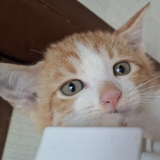 【交通事故寸前で保護！】茶白くん