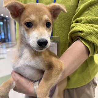 雑種の女の子 マフィンちゃん」東京都 - 犬の里親募集(527842