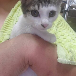 大きな瞳のカイくん