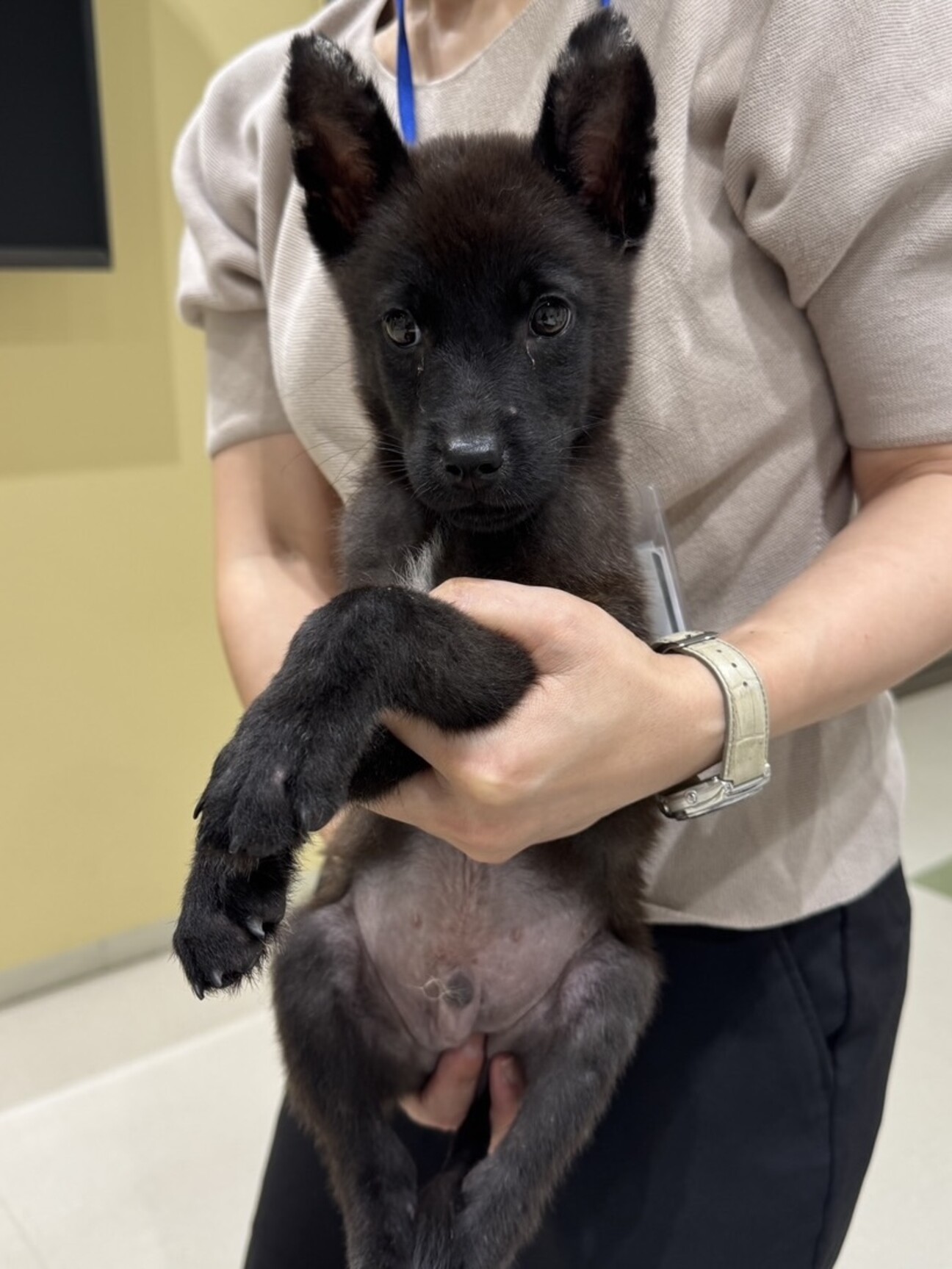 雑種の男の子 ブラウニーくん」東京都 - 犬の里親募集(527846