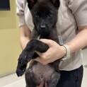 雑種の男の子　ブラウニーくん