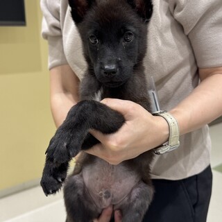 雑種の男の子　ブラウニーくん