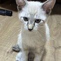 白ネコ（白虎風　薄い模様有）の里親さん募集。