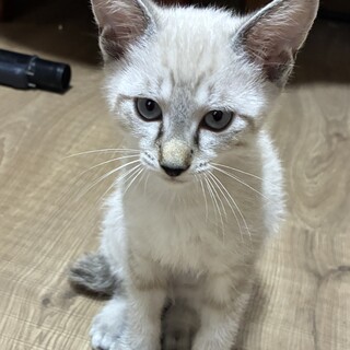 白ネコ（白虎風　薄い模様有）の里親さん募集。