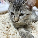 やんちゃなキジトラ雌の里親さんを募集いたします。