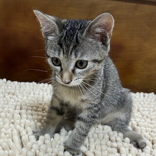 やんちゃなキジトラボブテール雄