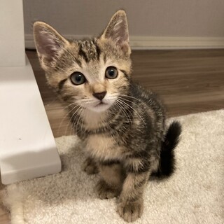 【4/5三田】アメショ風甘えん坊美猫親子