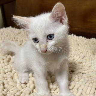 元気な中毛の白猫　オスです