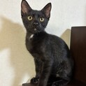 【黒猫ちゃん】白のチャームポイント