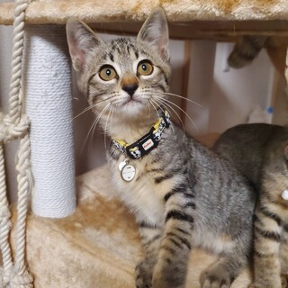 元気なおしゃべりオレオ2ヶ月♂