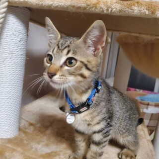 元気な食いしん坊アポロ2ヶ月♂