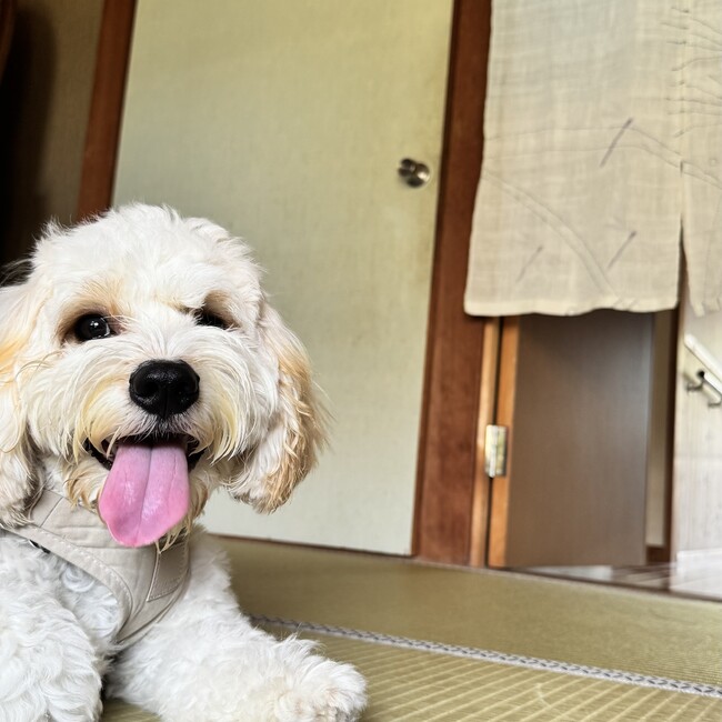 myu6のカバー写真