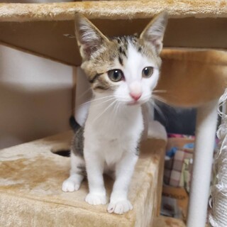 走り回るのも一人遊びも好きピノ2ヶ月♂