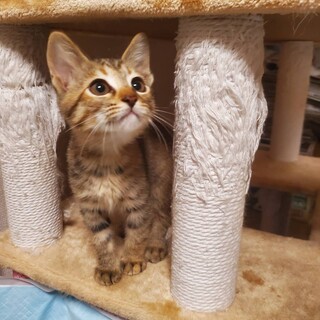 おっとり甘えっ子グミ2ヶ月♀