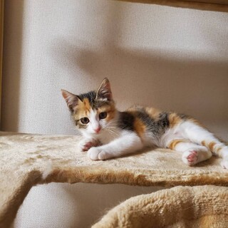 ビビリの甘えっ子あられ2ヶ月♀