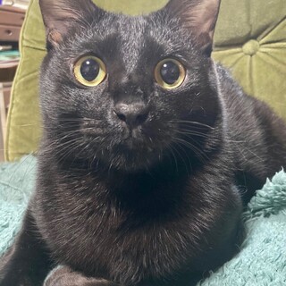 【11/30⭐️泉大津にて譲渡会】参加猫カカくん