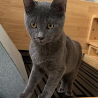 杏☆高貴なグレーがチャームポイント