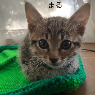 人大好き甘えっ子まるくん4ヶ月♂