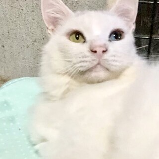 【1/25⭐️泉大津にて譲渡会】参加猫ハクくん